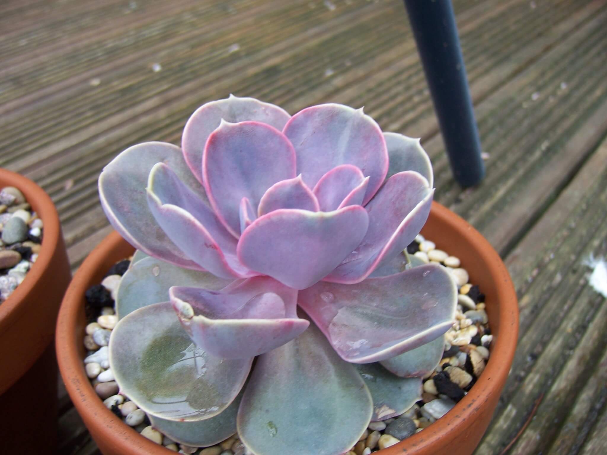 Echeveria 'Perle von Nurnberg' 